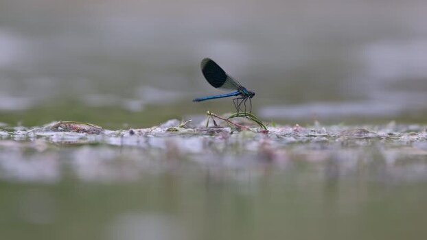 View of a blue damselfly on a pond France. View of a blue damselfly on a pond France.