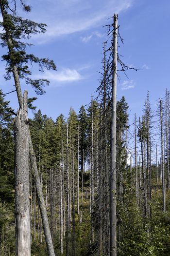 View of a forest with many dead trees and some green conifers under a clear blue sky in Bukowina Tatrzanska Lesser Poland Voivode Poland. View of a forest with many dead trees and some green conifers under a clear blue sky in Bukowina Tatrzanska Lesser Poland Voivode Poland.