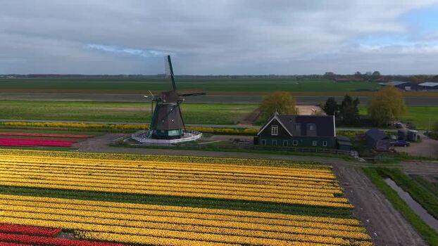 Aerial view of De Nachtegaal windmill and tulip fields Netherlands.