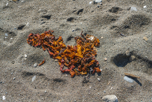 View of brown seaweed washed up on the sandy beach at Portnadler Bay near Looe Cornwall United Kingdom. View of brown seaweed washed up on the sandy beach at Portnadler Bay near Looe Cornwall United Kingdom.