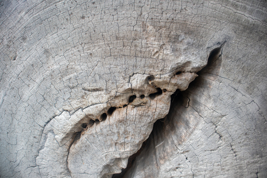 View of the weathered texture and growth rings of an aged tree trunk with a deep crack at the Lost Coast Humboldt County California United States.