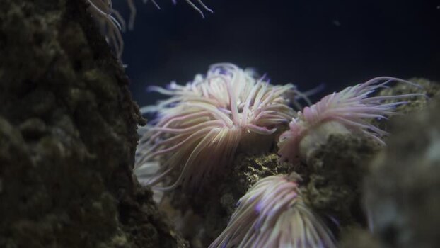 View of sea anemones with pink tentacles on rocks underwater Spain.
