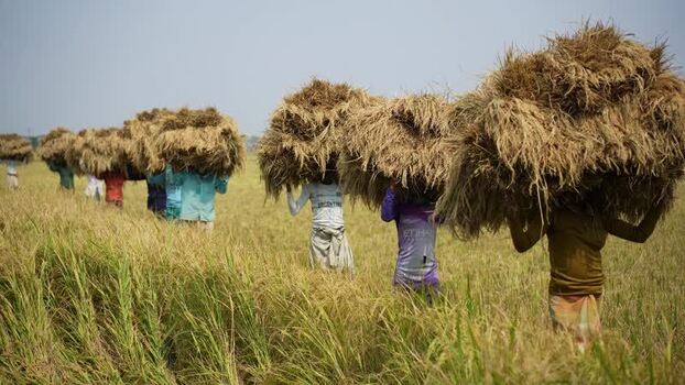 View of farmers carrying rice stalks in Natore Bangladesh. View of farmers carrying rice stalks in Natore Bangladesh.