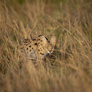 View of a serval cat hiding in tall dry grass with its spotted fur and large ears visible in the warm light in Harare Harare Province Zimbabwe.