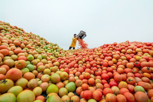 Bogura Bangladesh 05 January 2023 View of a worker pouring fresh red tomatoes from a plastic crate onto a massive harvest pile under an overcast sky. Bogura Bangladesh 05 January 2023 View of a worker pouring fresh red tomatoes from a plastic crate onto a massive harvest pile under an overcast sky.