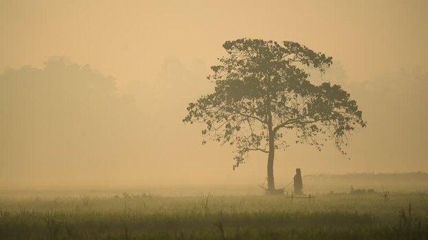 View of a lone tree in a misty field at dawn Bangladesh. View of a lone tree in a misty field at dawn Bangladesh.