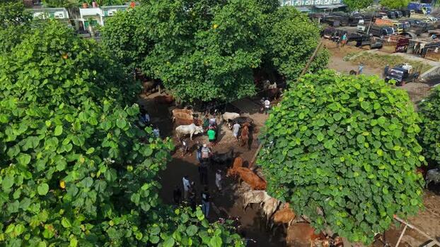 Aerial view of Animal Market Prambanan with cows Indonesia. Aerial view of Animal Market Prambanan with cows Indonesia.