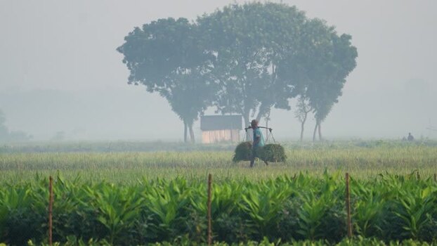 View of a farmer carrying crops in a misty field Bangladesh.