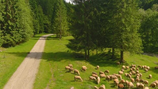 Aerial view of sheep grazing in a forest clearing ROMANIA. Aerial view of sheep grazing in a forest clearing ROMANIA.