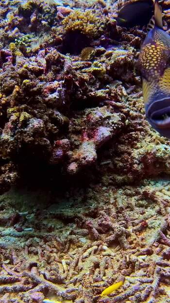 View of a colorful triggerfish swimming near a coral reef in Indonesia. View of a colorful triggerfish swimming near a coral reef in Indonesia.