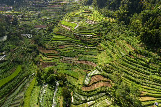Aerial view of lush green terraced agricultural fields on a steep hillside under bright daylight in Grabag Central Java Indonesia.