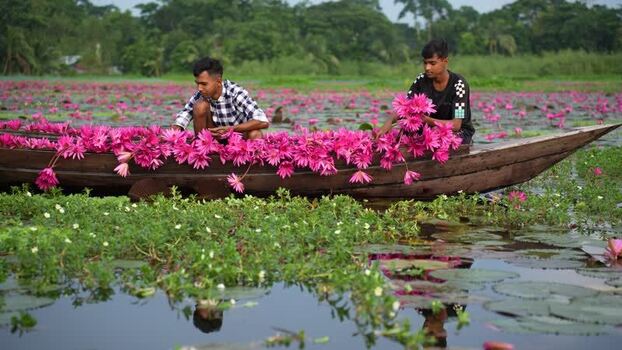 View of men in a boat filled with pink water lilies Bangladesh. View of men in a boat filled with pink water lilies Bangladesh.