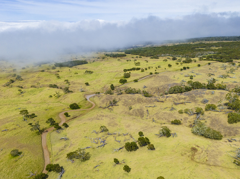 Aerial view of the slopes of Mauna Kea featuring a winding dirt road through rolling green hills and scattered trees under thick clouds Hawaii County Hawaii United States. Aerial view of the slopes of Mauna Kea featuring a winding dirt road through rolling green hills and scattered trees under thick clouds Hawaii County Hawaii United States.