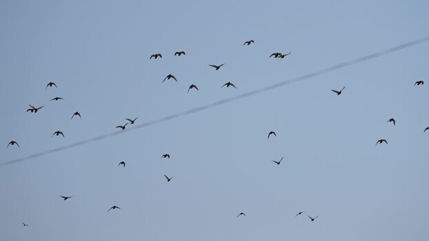 View of a flock of birds flying in the sky Nepal.