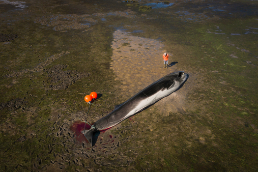 Aerial view of a 13 meters dead common whale that entered disoriented in the estuary of river Vouga and got stuck in a sand bank in Ilha do Monte Farinha S. Jacinto Aveiro Portugal.