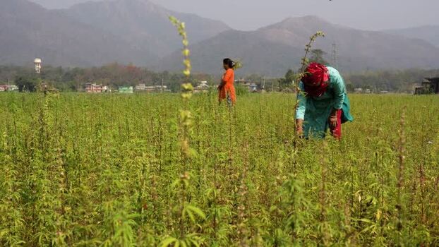 View of women working in a field with mountains in Dang Nepal. View of women working in a field with mountains in Dang Nepal.