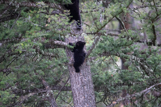 View of a small black bear cub climbing a pine tree in Yellowstone National Park United States. View of a small black bear cub climbing a pine tree in Yellowstone National Park United States.