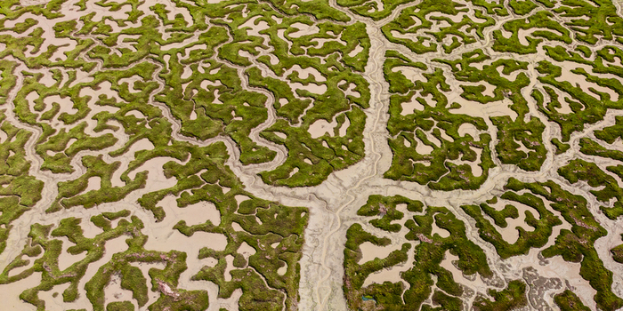 Aerial view of a salt marsh with intricate tidal channels and vibrant green vegetation patterns in the mudflats. Aerial view of a salt marsh with intricate tidal channels and vibrant green vegetation patterns in the mudflats.