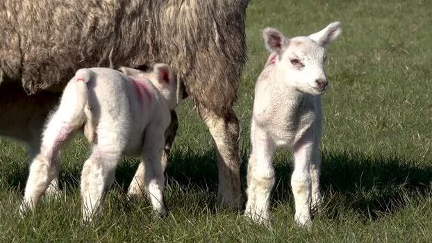 View of lambs and a ewe in a green field in Ireland.