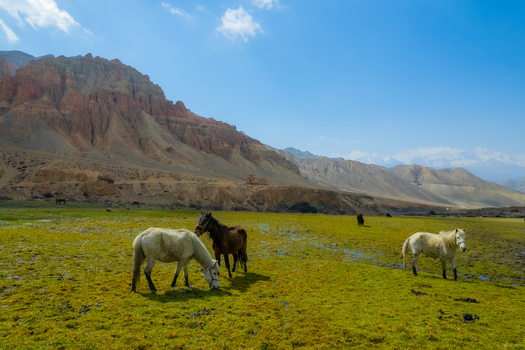 Aerial view of horses grazing in a lush green pasture set against the backdrop of rugged arid mountains under a clear blue sky in Nepal.