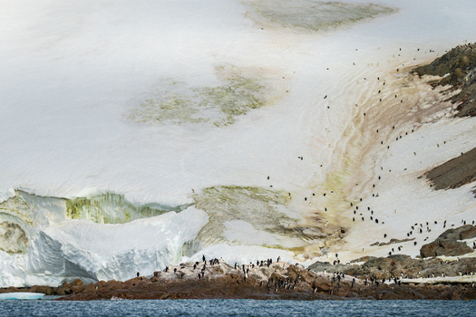 View of a large colony of Adelie penguins on the rocky shores of Paulet Island with a massive glacier and snow covered slopes in the background in Antarctica. View of a large colony of Adelie penguins on the rocky shores of Paulet Island with a massive glacier and snow covered slopes in the background in Antarctica.