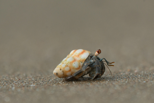 View of a small hermit crab with a patterned spiral shell crawling on the wet sand of a beach in Costa Rica.