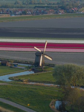 Aerial view of a traditional windmill surrounded by vibrant tulip fields winding canals and a small village in the Netherlands. Aerial view of a traditional windmill surrounded by vibrant tulip fields winding canals and a small village in the Netherlands.