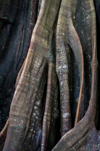 View of the textured bark and large buttress roots of a tropical tree in the rainforest of Costa Rica.