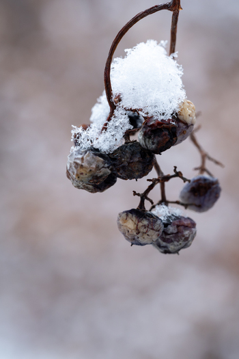 AAB_A455996 AAB_A455996