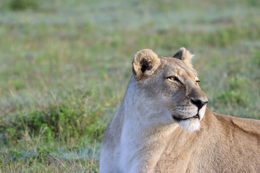 View of a lioness resting in the green savanna grass during the morning light in Hoedspruit Limpopo South Africa. View of a lioness resting in the green savanna grass during the morning light in Hoedspruit Limpopo South Africa.