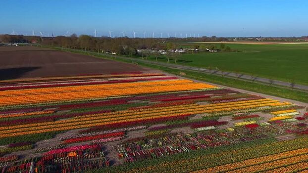 Aerial view of vibrant tulip fields and wind turbines Netherlands.