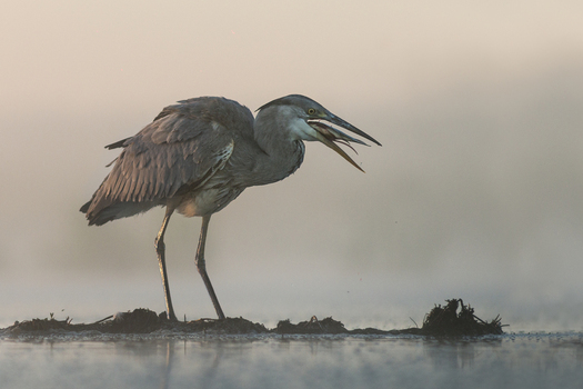 View of a grey heron standing on a small muddy island in a misty lake while holding a fish in its beak in Debrzno Pomeranian Voivodeship Poland.