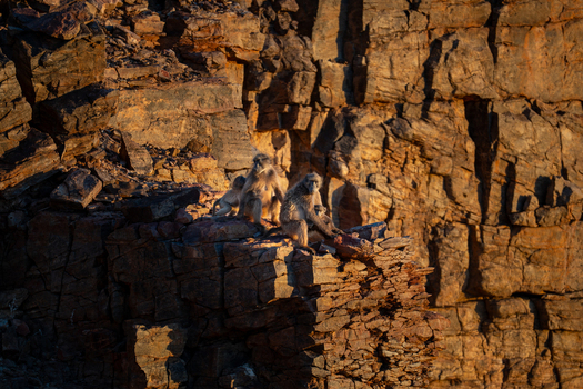 View of sun drenched cliffs cradle a huddle of baboons their fur a soft contrast to the rugged stone a wild tableau suspended in time Keetmanshoop Karas Region Namibia.