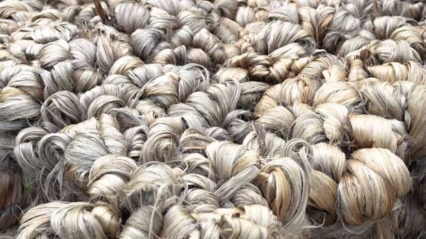 View of bundles of raw jute fiber in Jamalpur Bangladesh. View of bundles of raw jute fiber in Jamalpur Bangladesh.