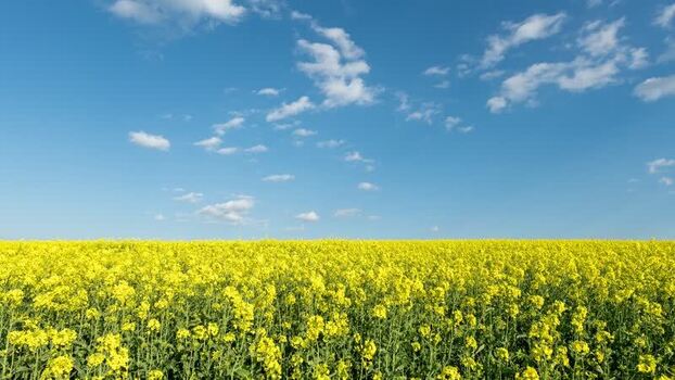 View of a vast field of yellow rapeseed flowers under a blue sky Romania.