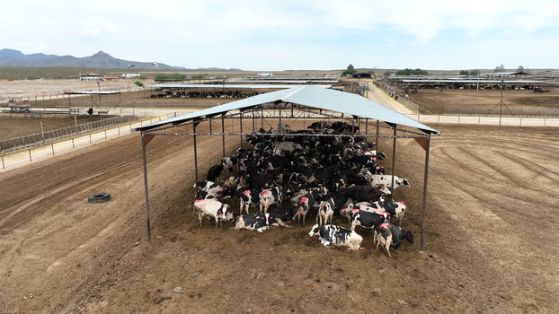 Aerial view of Las Cruces cattle feedlot with cows resting under a metal shade structure in a large dry dusty agricultural facility in Las Cruces New Mexico United States. Aerial view of Las Cruces cattle feedlot with cows resting under a metal shade structure in a large dry dusty agricultural facility in Las Cruces New Mexico United States.