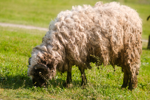 View of a sheep with thick matted wool grazing on a lush green meadow Futog Vojvodina Serbia. View of a sheep with thick matted wool grazing on a lush green meadow Futog Vojvodina Serbia.
