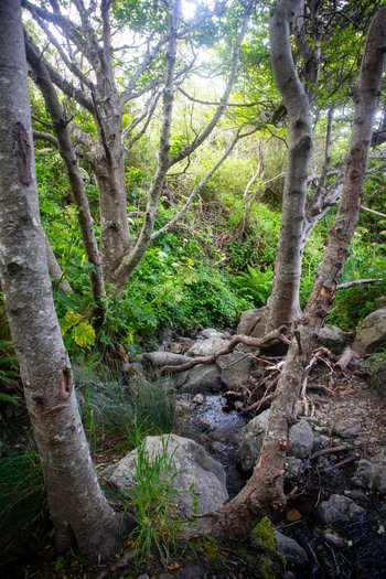 View of a small stream flowing over rocks through a lush forest with tall trees and dense green foliage at the Lost Coast Humboldt County California United States.