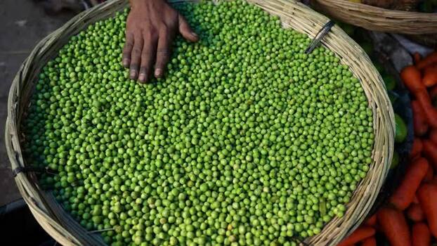 View of a hand touching fresh green peas in a basket Bangladesh.