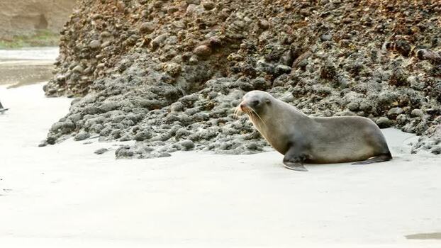 View of seals on Wharariki Beach New Zealand. View of seals on Wharariki Beach New Zealand.