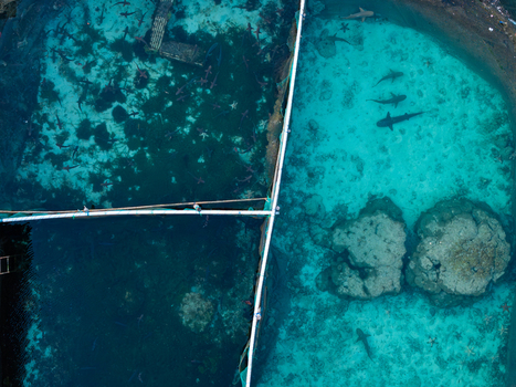 Aerial view of Menjangan Besar Island shark breeding enclosure with clear turquoise water coral formations and sharks swimming in the pens in Karimunjawa Jawa Tengah Indonesia. Aerial view of Menjangan Besar Island shark breeding enclosure with clear turquoise water coral formations and sharks swimming in the pens in Karimunjawa Jawa Tengah Indonesia.