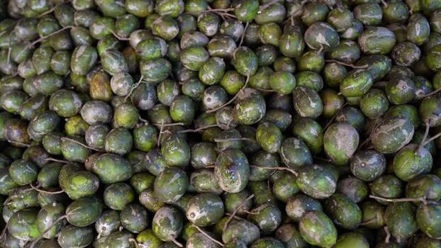 View of a pile of fresh green hog plums in Jhalakathi Bangladesh. View of a pile of fresh green hog plums in Jhalakathi Bangladesh.