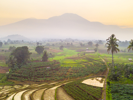 Aerial view of Kemumu rice terraces with lush green fields palm trees and misty mountains in the background during golden hour in Arma Jaya Bengkulu Indonesia. Aerial view of Kemumu rice terraces with lush green fields palm trees and misty mountains in the background during golden hour in Arma Jaya Bengkulu Indonesia.