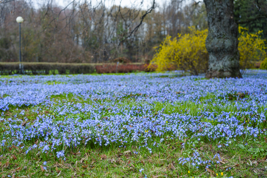 View of a carpet of delicate blue flowers dances beneath the bare trees contrasting with a burst of vibrant yellow shrubs Moscow Moscow Russia. View of a carpet of delicate blue flowers dances beneath the bare trees contrasting with a burst of vibrant yellow shrubs Moscow Moscow Russia.