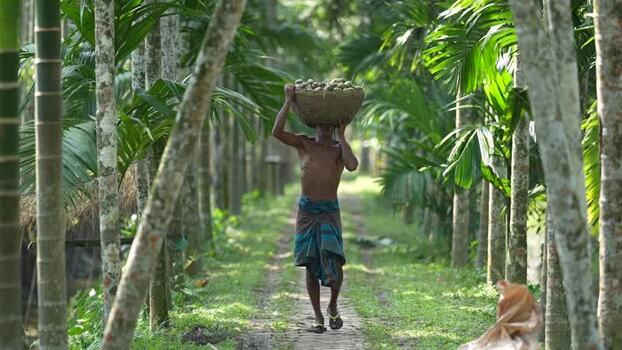 View of a man carrying betel nuts in a plantation Bangladesh. View of a man carrying betel nuts in a plantation Bangladesh.