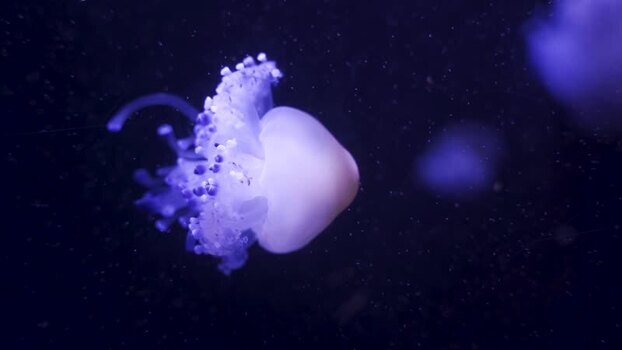 View of a jellyfish swimming in dark blue water in Barcelona Spain.