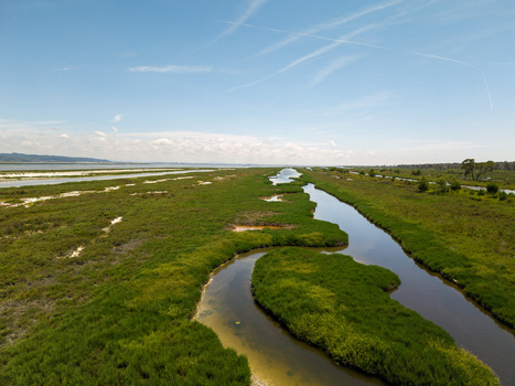 Aerial view of the winding water channels and lush green marshland of Karavasta Lagoon under a clear blue sky in Divjake Fier County Albania.
