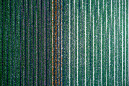 Aerial view of parallel agricultural flower field rows showing vibrant green and orange textures in the Netherlands.