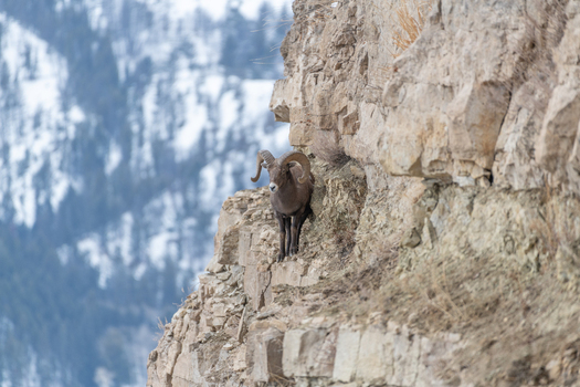View of a bighorn sheep standing on a rocky cliff face with a snowy mountain background in Yellowstone National Park United States. View of a bighorn sheep standing on a rocky cliff face with a snowy mountain background in Yellowstone National Park United States.