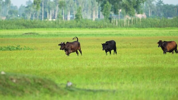 View of cows walking across a lush green field Bangladesh. View of cows walking across a lush green field Bangladesh.
